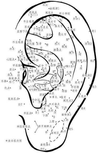 耳部穴位反射区(二)