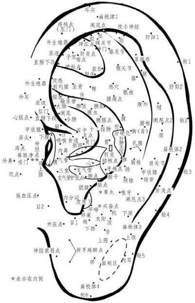 耳部穴位反射区(二|反射|穴位|耳朵|耳垂