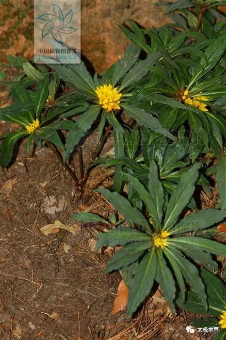 追风伞,见过吗?祛风除湿,活血散瘀.用于风湿疼痛,跌打