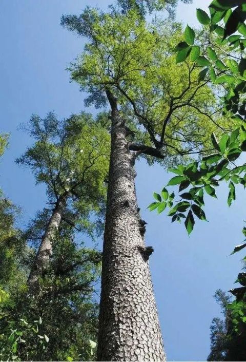 "冲天树"金钱松生长于临安区天目山国家级自然保护区"大树王国"景区的