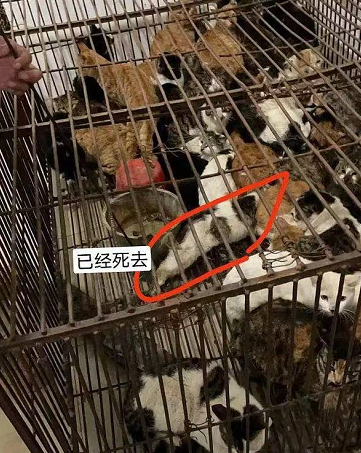 我在江门吃猫肉