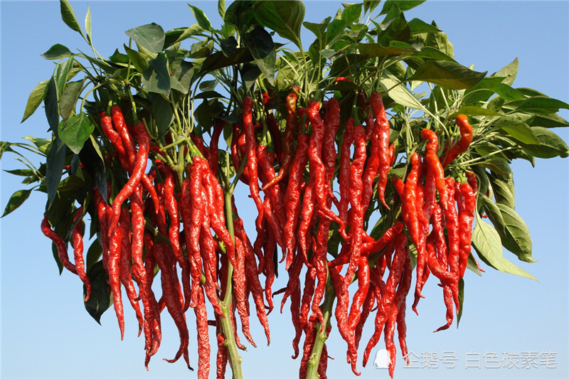 辣椒辣度排名_辣椒辣度图片(3)