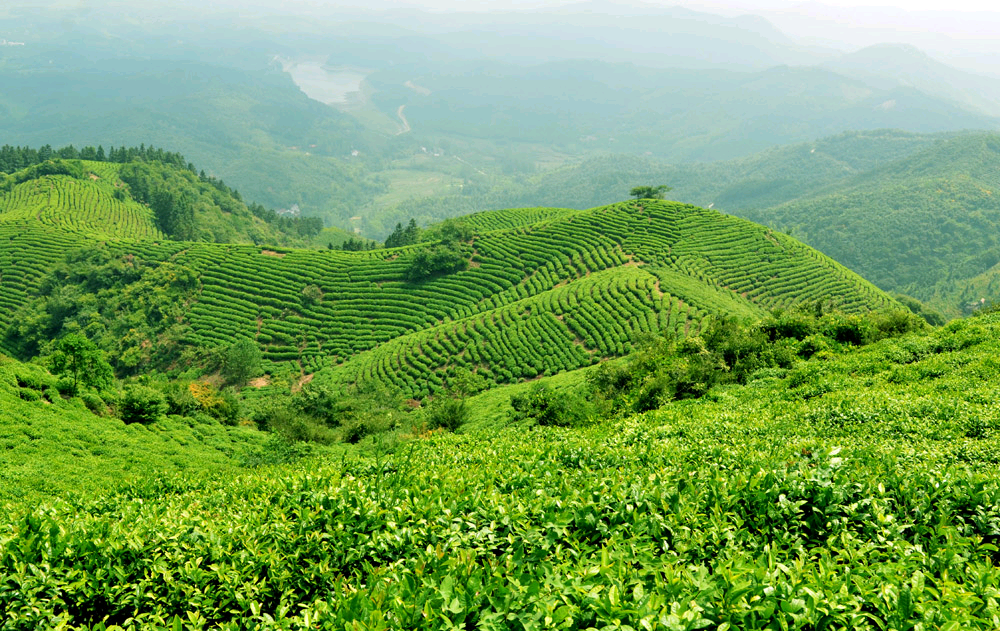 河南省第二茶叶产区,南阳!