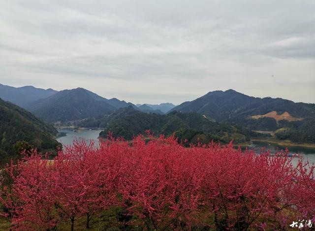 桃花岛上桃花开