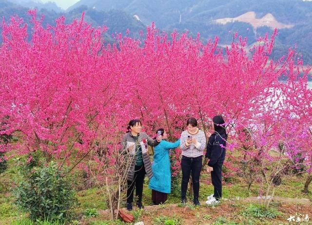 桃花岛上桃花开