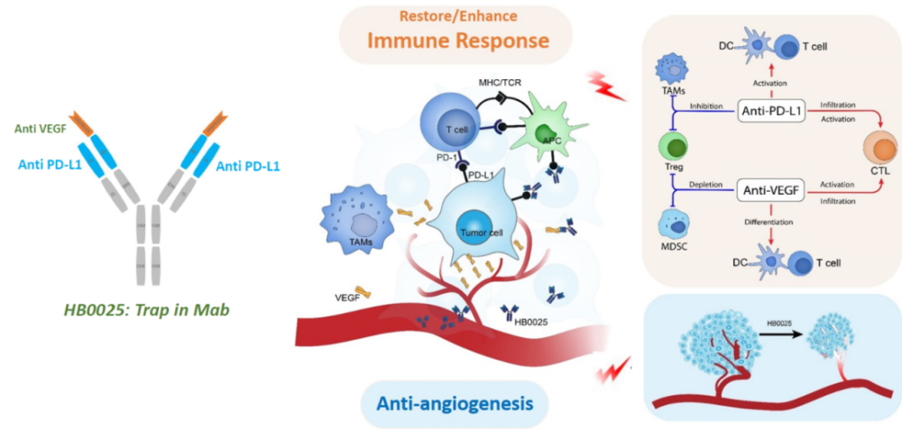 华奥泰pd-l1/vegf双特异性融合蛋白在美国完成首例患者给药