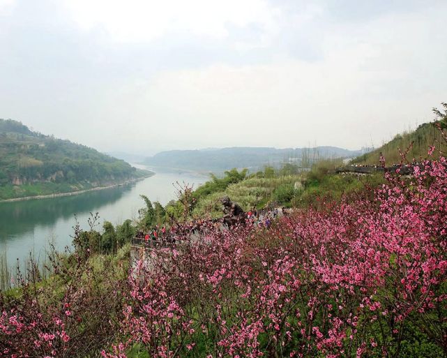 一湾江水一岸桃花重庆渝北区悦来滨江公园赏桃花