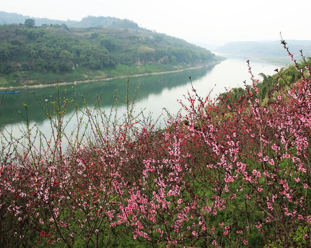 一湾江水一岸桃花——重庆渝北区悦来滨江公园赏桃花