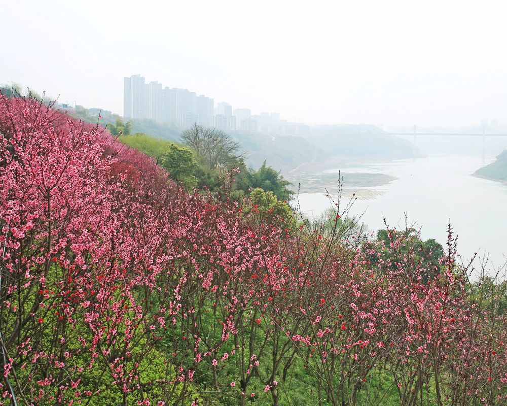 一湾江水一岸桃花——重庆渝北区悦来滨江公园赏桃花