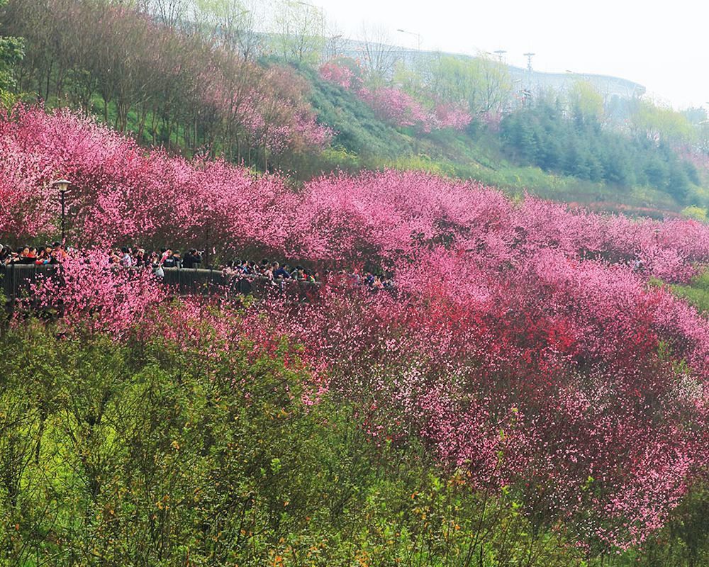 一湾江水一岸桃花——重庆渝北区悦来滨江公园赏桃花