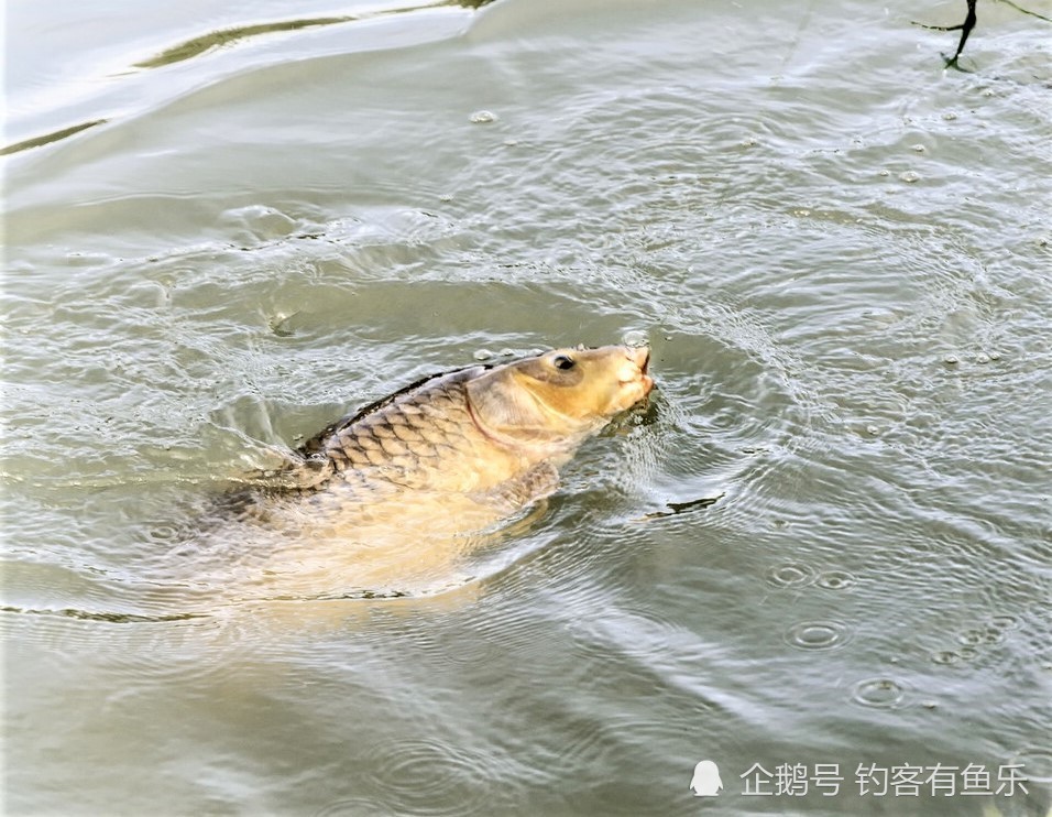 白鲢线组怎么搭_钓白鲢怎么绑线组(2)