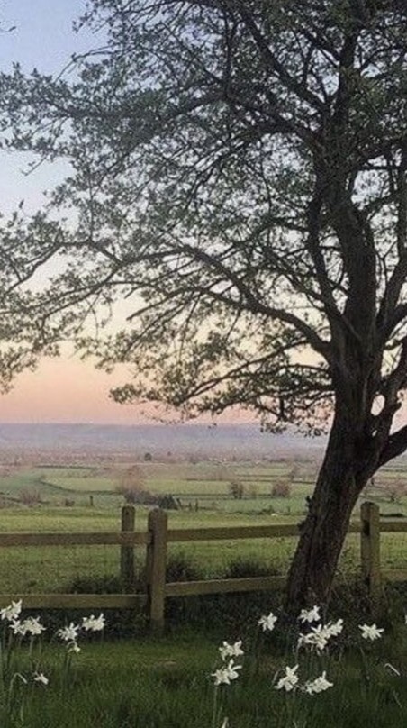 和春天来个约会,好看绿色护眼背景图片