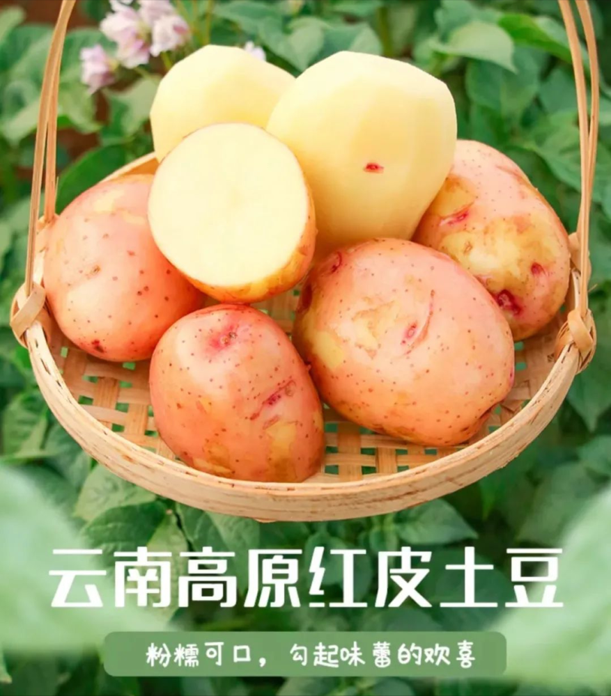 辰颐物语:云南高山土豆 淀粉含量高,口感糯香