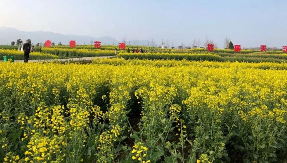 西乡油菜花,旅游文化节开幕式现场,人山人海