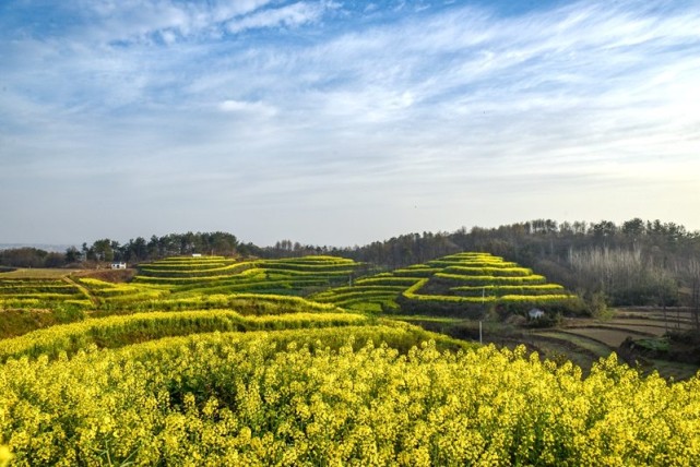 河南新县:千亩油菜花盛开