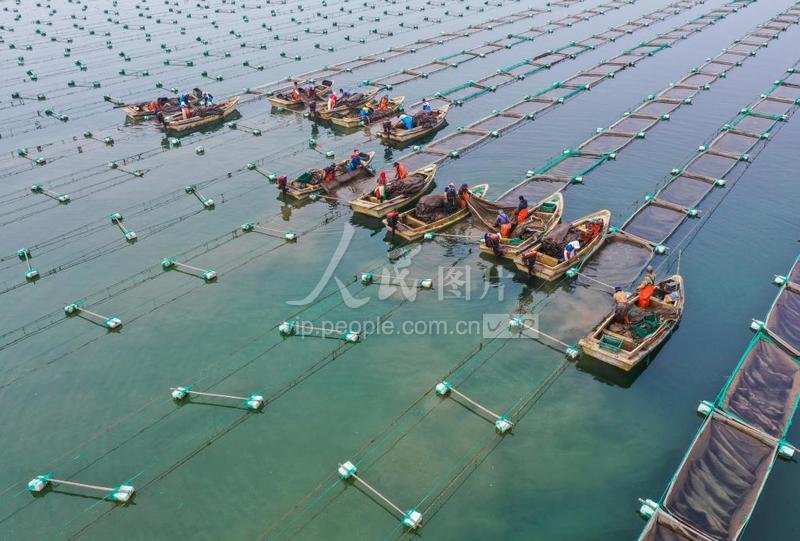 山东荣成:清理海参育苗网箱