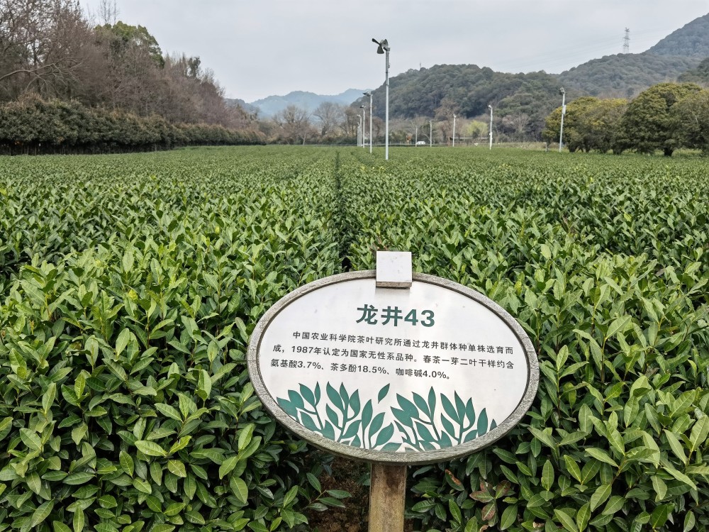 龙井茶园里武装起高科技