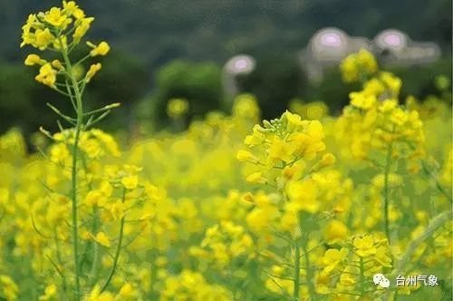 春日踏青赏花正当时