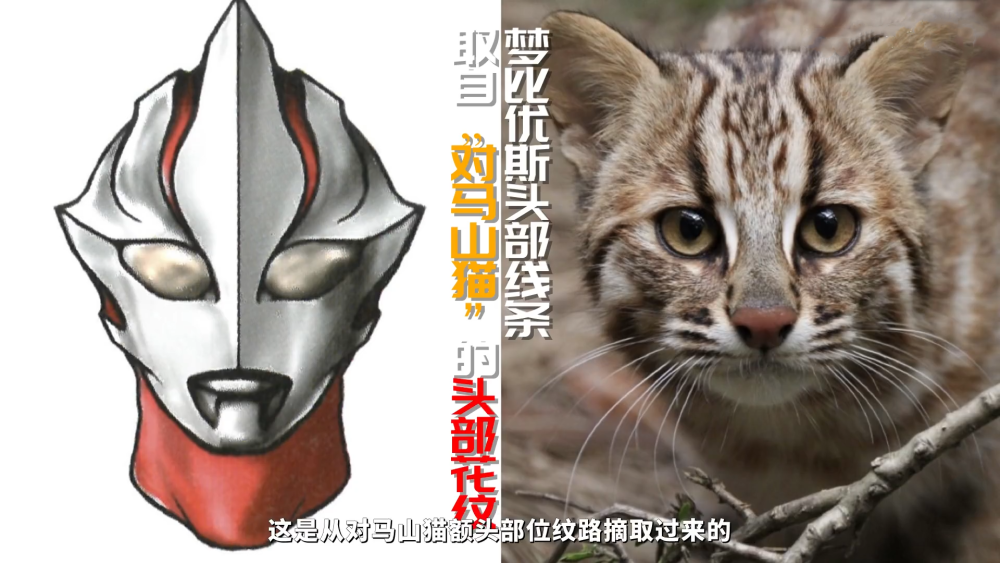 猫奴能痴迷到什么地步罗小黑用猫做主角梦比优斯奥特曼原型就是猫