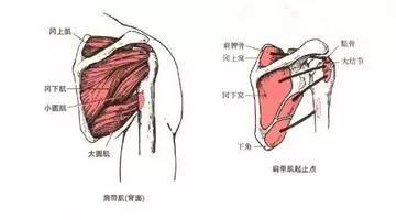 肩胛骨内上角点:肩胛提肌;大结节点:冈上肌,冈下肌,小圆肌;小结节点