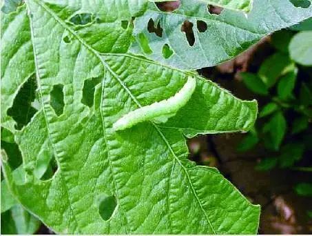 大白菜食叶害虫如何防治