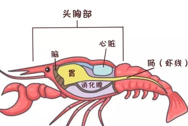 小龙虾头里的"黄"能不能吃?得知真相,网友:后悔知道得太晚了