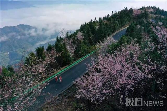 崇阳万亩野樱,让市民游客周末回归世外桃源