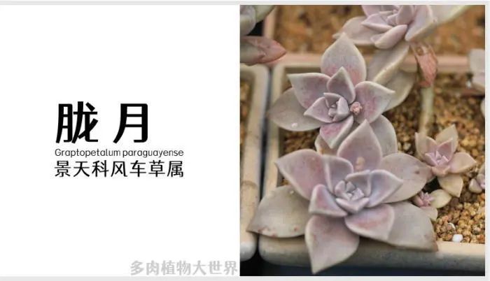 胧月 拉丁学名:graptopetalum paraguayense 科属:景天科 风车草属