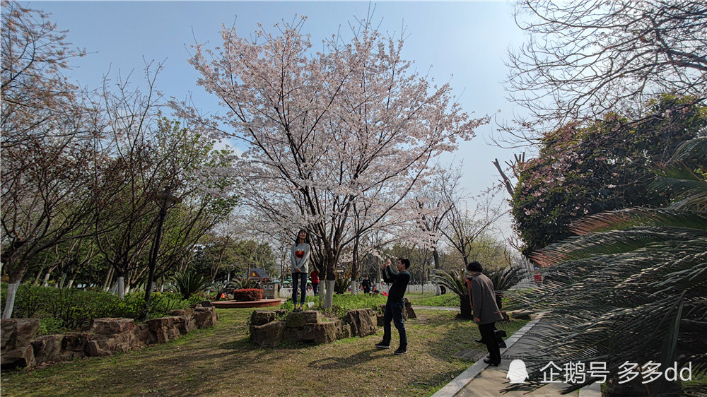 汉口江滩樱园和樱花径樱花烂漫绽放(图集)