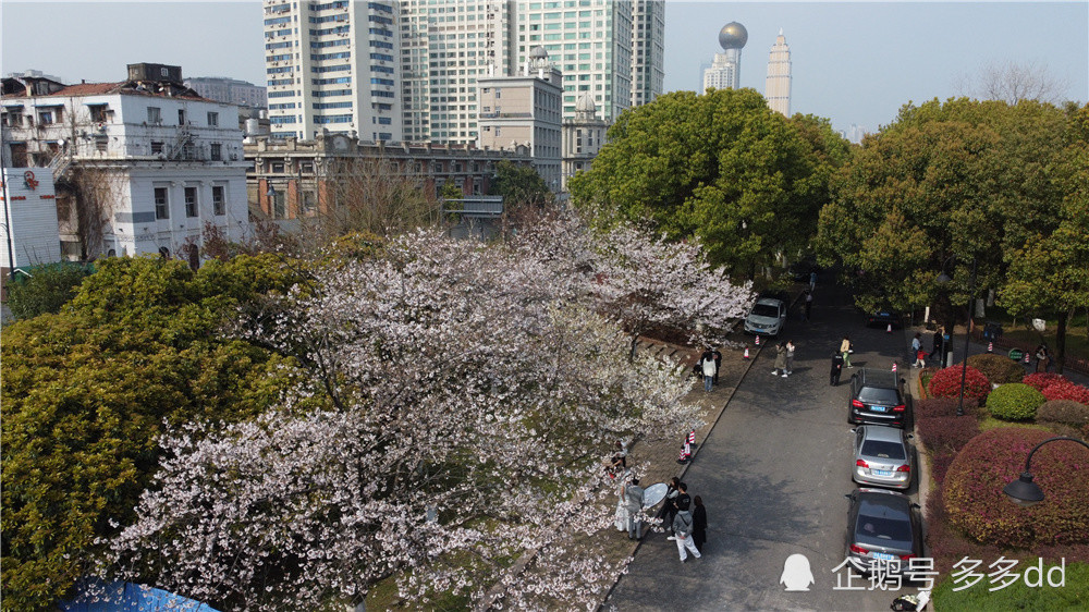 汉口江滩樱园和樱花径樱花烂漫绽放(图集)