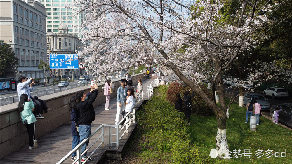 汉口江滩樱园和樱花径樱花烂漫绽放(图集)
