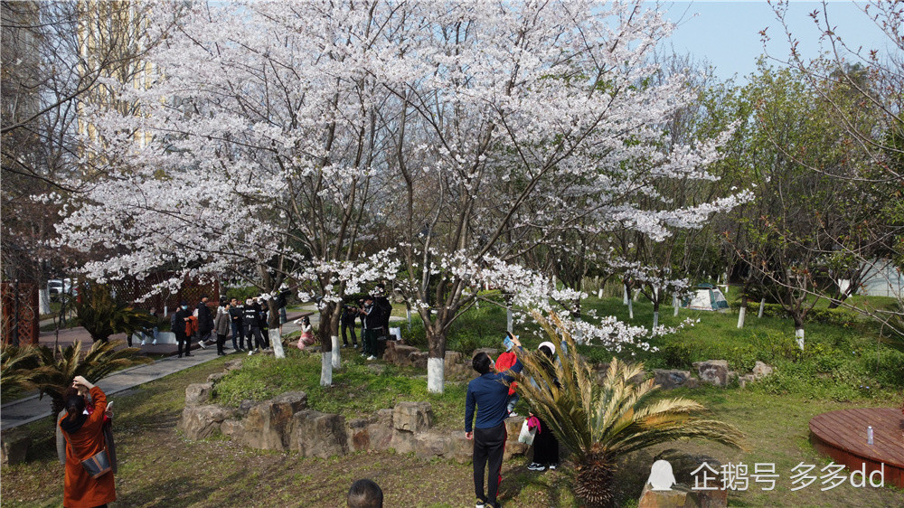 汉口江滩樱园和樱花径樱花烂漫绽放(图集)