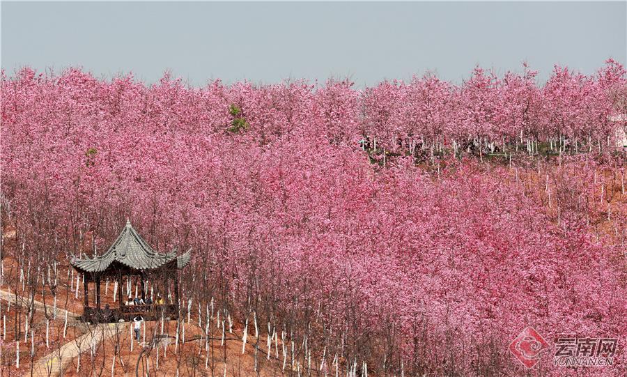 【高清组图】昆明宜良樱花谷成乡村旅游靓丽新名片