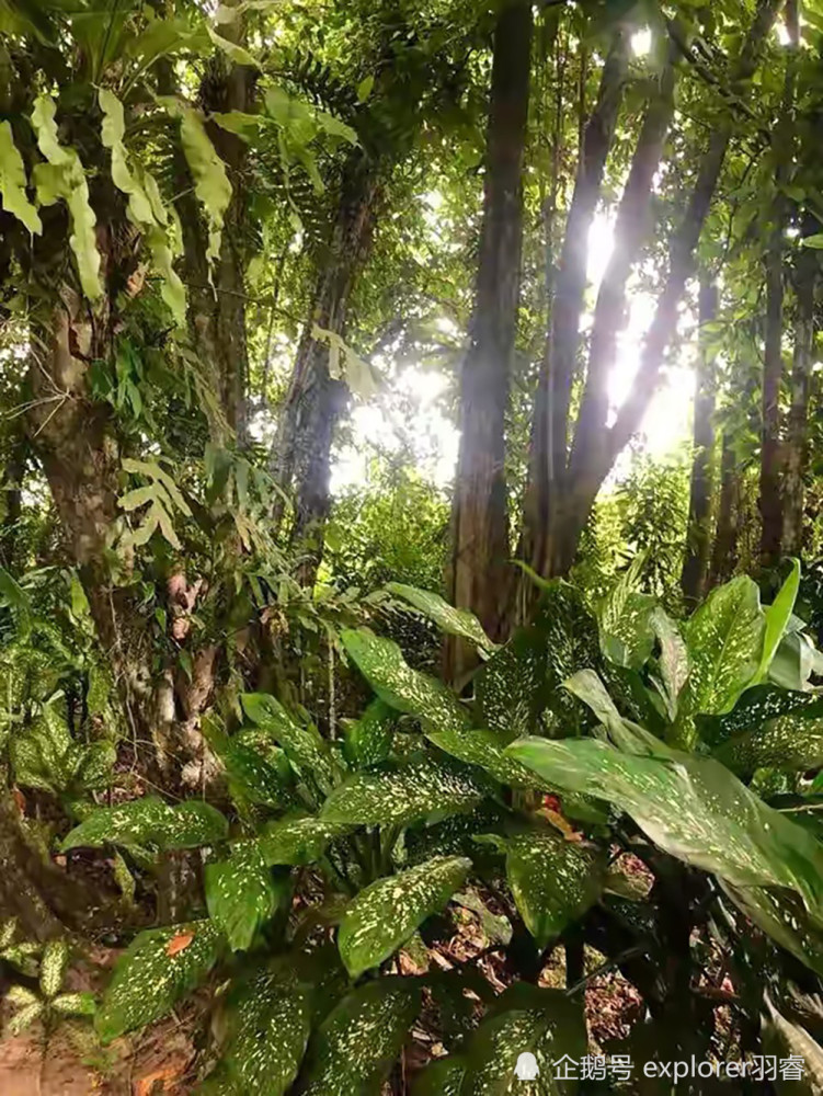 住进物种最丰富的婆罗洲热带雨林是什么体验?动物门前