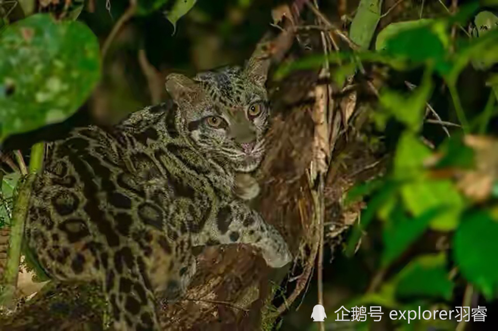 住进物种最丰富的婆罗洲热带雨林是什么体验?动物门前