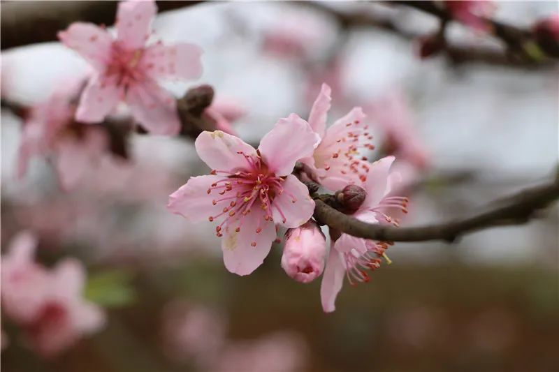 玉屏2万余亩桃花争芳吐艳 吸引众多游客踏青赏花 人面不知何处去,桃花