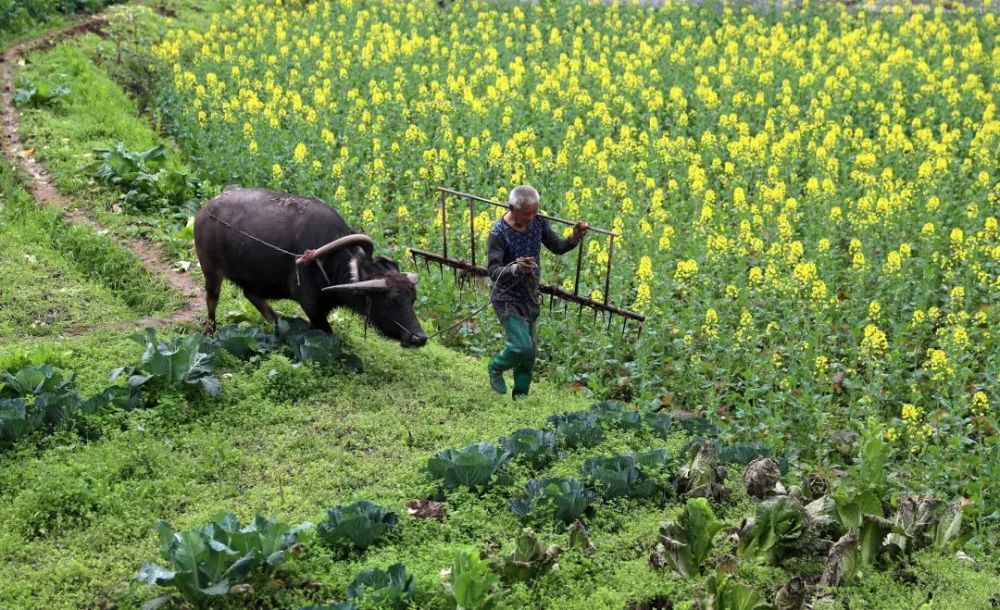 2021年农村耕地统一收回集中耕种是什么意思