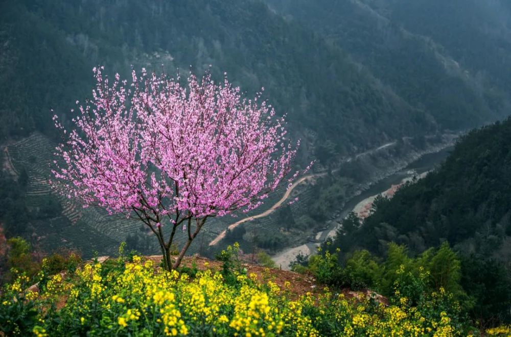 《大林寺桃花》