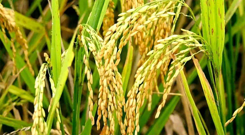 水稻,小麦的起源与人类古文明的兴衰_腾讯新闻