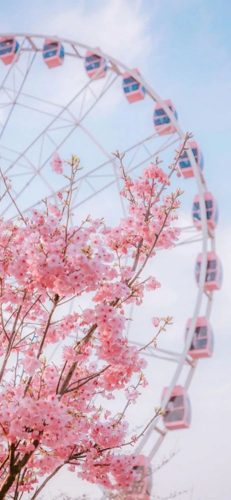 治愈系 | 粉色樱花壁纸 | 日系街道手机壁纸