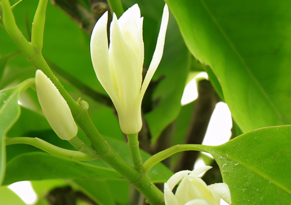 春季养花试试白兰花养护简单开花又多又香非常适合新手养护