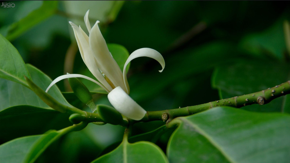 白兰花简谱_白兰花