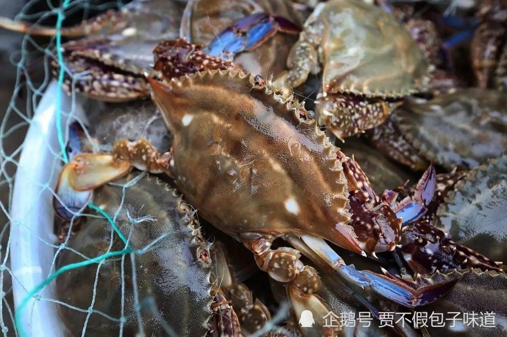 南通如东海鲜美食推荐,天下第一鲜,你吃过吗?