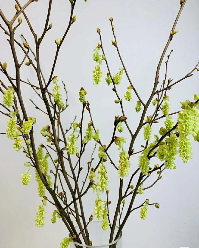 日本吊钟花:植物界的爱马仕 你们点点"分享",给我充点儿电吧
