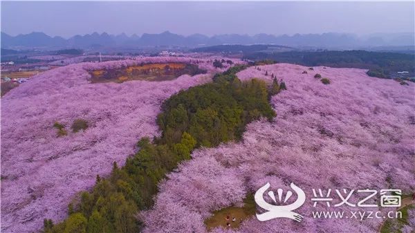 春季最美的"世界之最"-全球最大的樱花园,贵州平坝樱花惊艳亮相!
