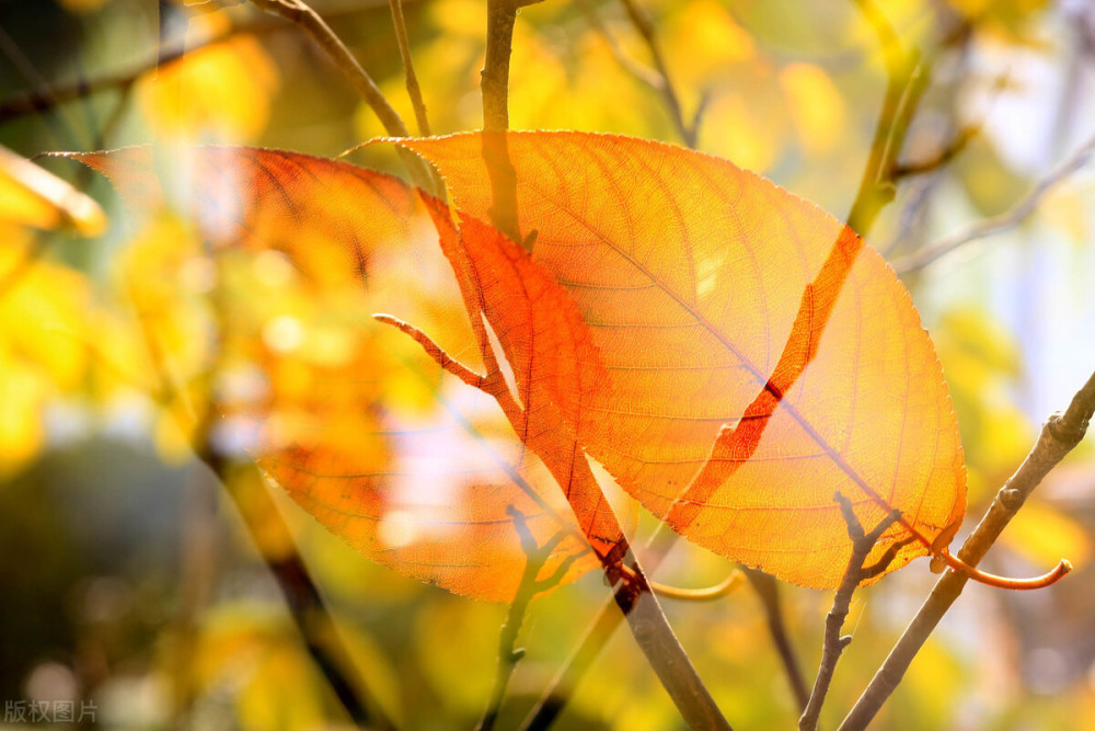 秋风生渭水,落叶满长安,古诗词里的唯美秋天