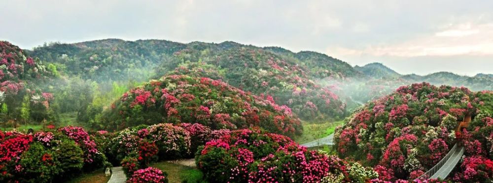 景区安全风险保障包只在百里杜鹃(普底·金坡·杜鹃花王·戛木景区)