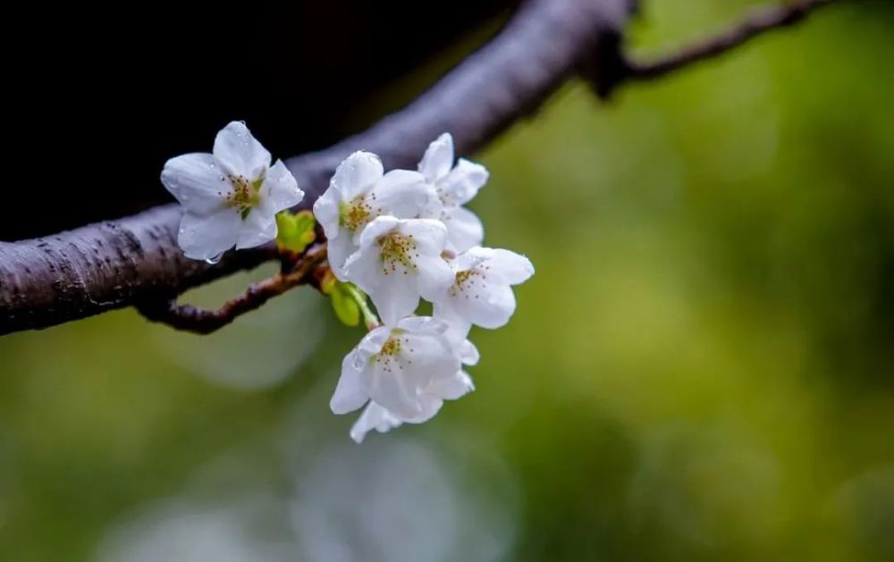 观泉,赏花,拍照…清明小长假,天下第一泉风景区一定要来