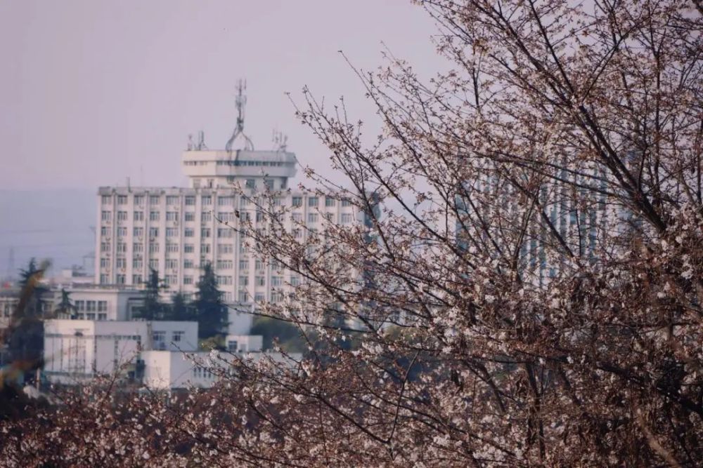 三月三峡大学,"樱"你而美,"桃"你喜欢