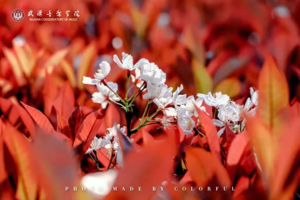 樱花烂漫时 相约在武音